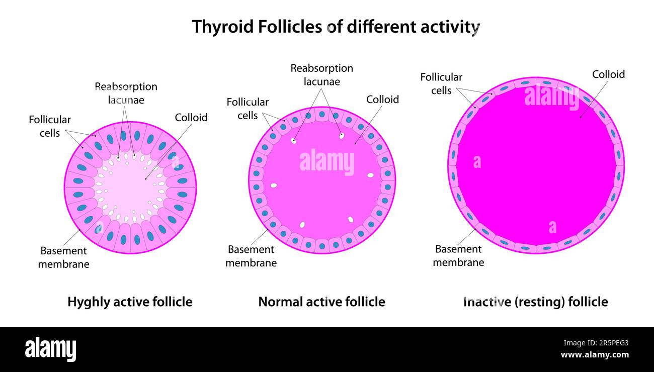 Thyroid follicles are structural units within the thyroid gland that play a crucial role in hormone production. Stock Vector