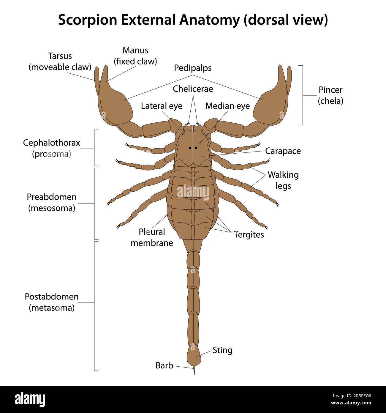 The external anatomy of a scorpion is characterized by a segmented body  divided into two main regions: the cephalothorax and the abdomen Stock  Vector Image & Art - Alamy