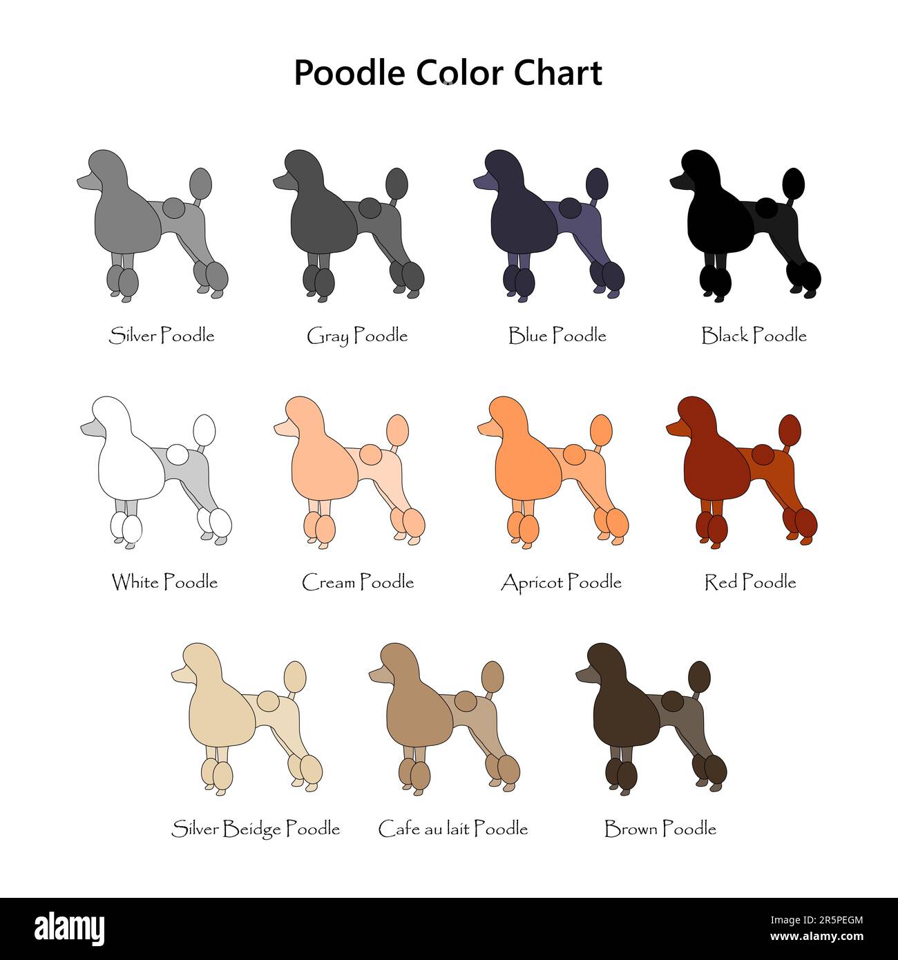 Toy Poodle Colors Toy Poodle Colors