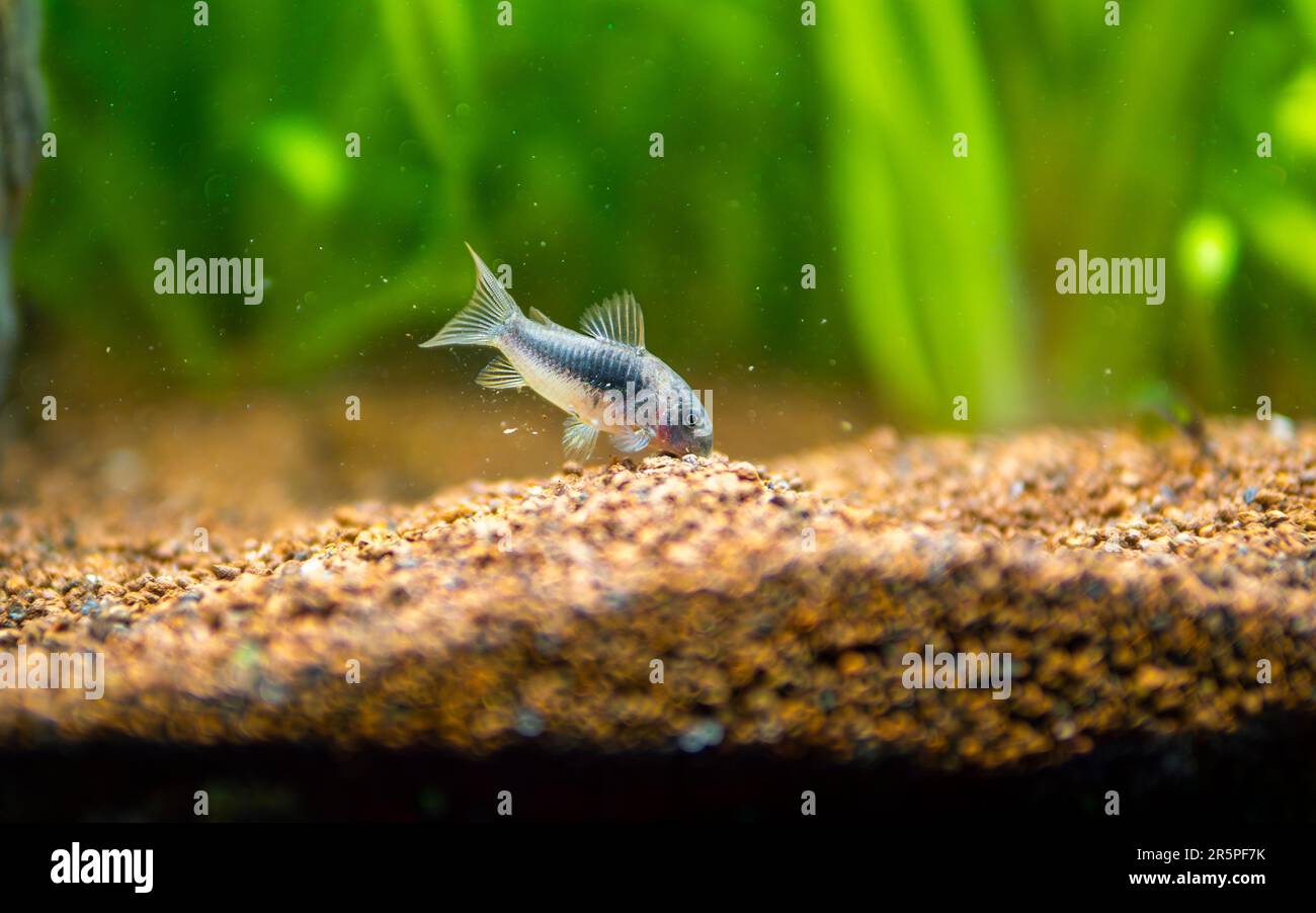 corydora (Corydoras aeneus) isolated in fish tank with blurred background - genus of freshwater catfish Stock Photo