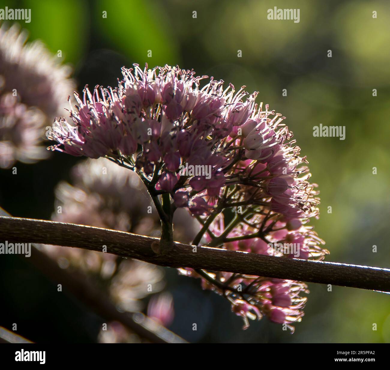 Backlit pink flower head of Australian Melicope elleryana,  Pink Euodia tree, growing out of branch,  in Queensland garden, summer. Stock Photo