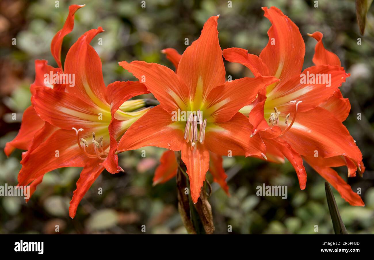 Bright orange and red flowers of Hippeastrum striatum, Barbados Lily,  in spring in garden in Queensland, Australia. Circle of flowers on single stem. Stock Photo
