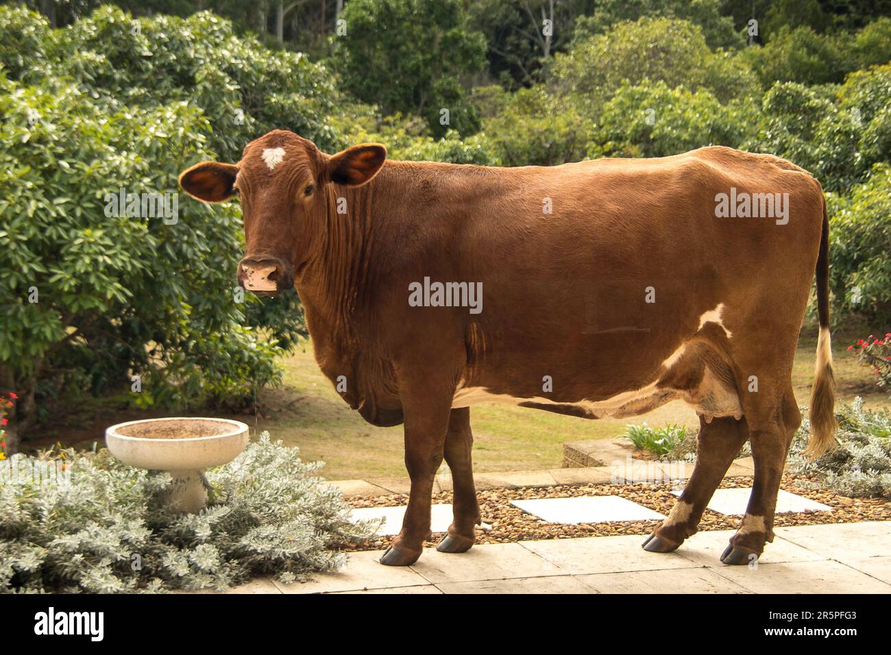 Large brown cow escaped from farm field and into private garden in Queensland, Australia. Has drunk water from bird-bath. Wrong place at wrong time. Stock Photo