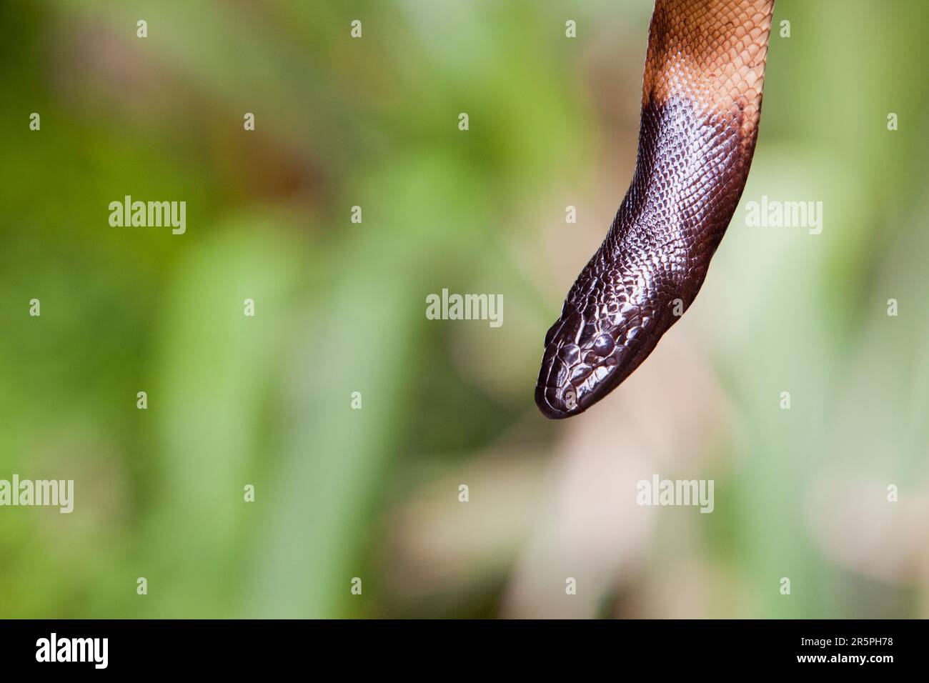 A Black Headed Python (Aspidites melanocephalus) in the Daintree ...