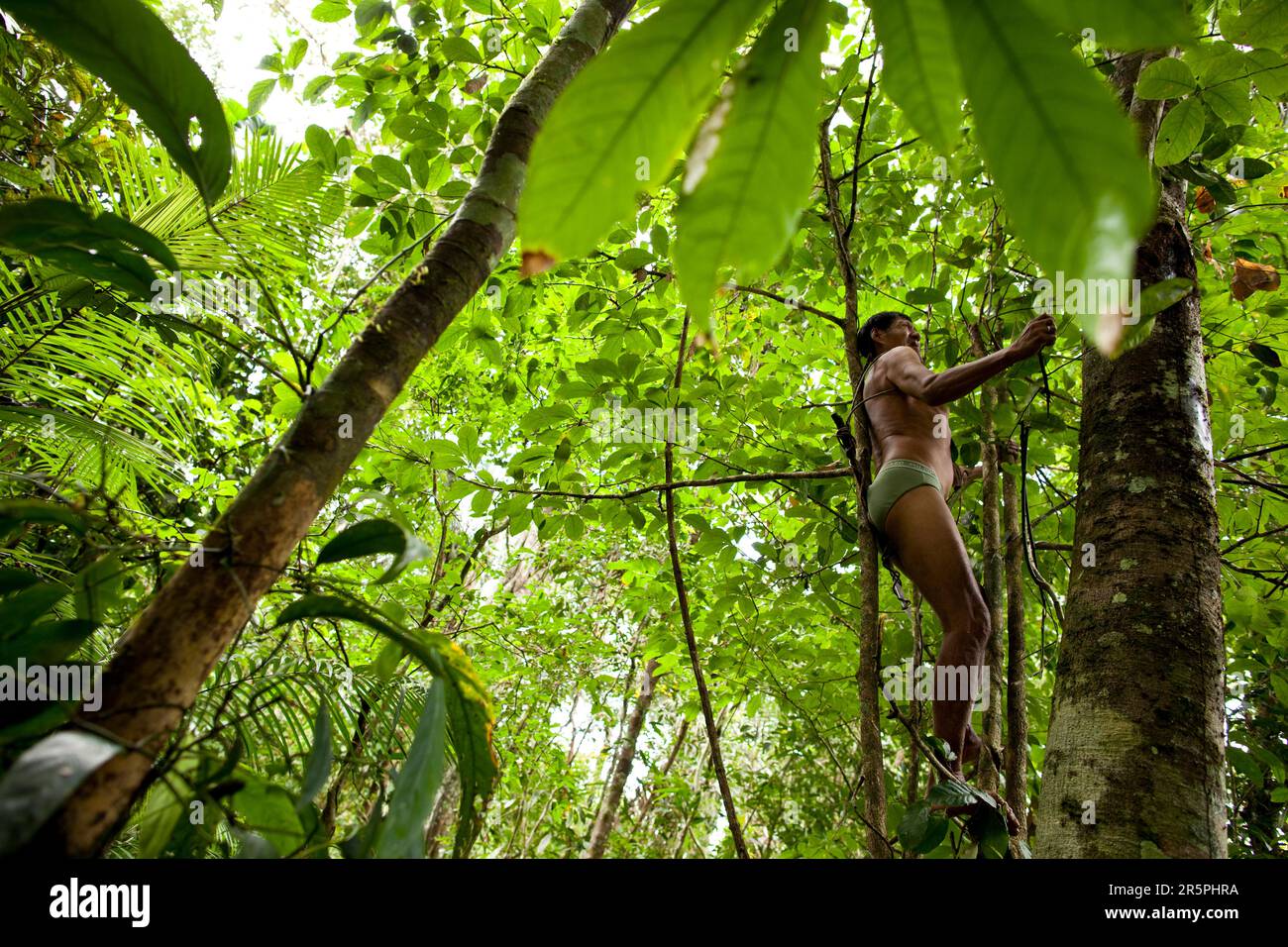 An Oro Win man climbs into the canopy to retreive genipa fruit, Amazon Basin, Brazil. Stock Photo