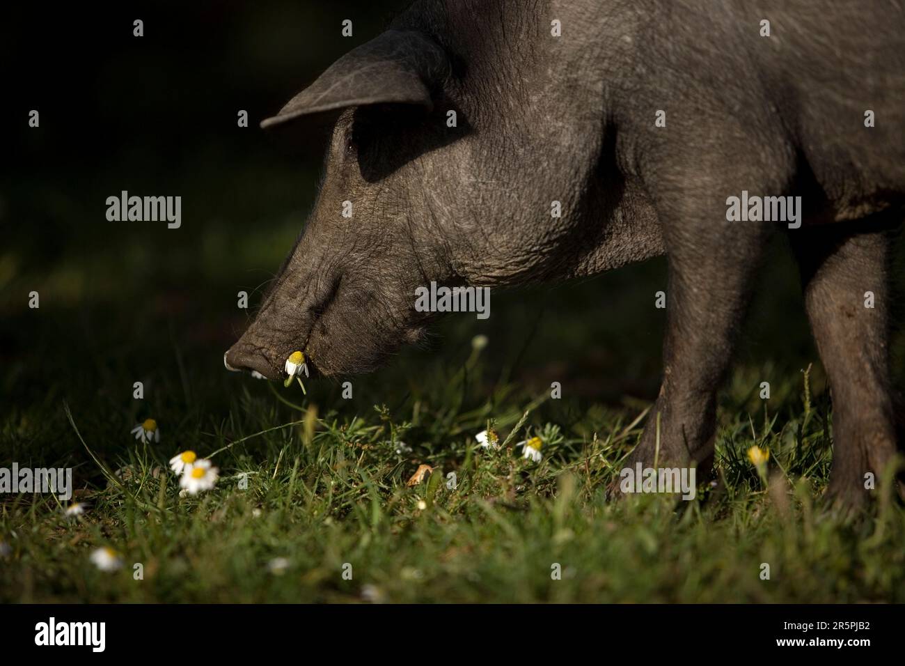 A Spanish Iberian pig, the source of Iberico ham known as pata negra, grazes in a daisy field. Stock Photo