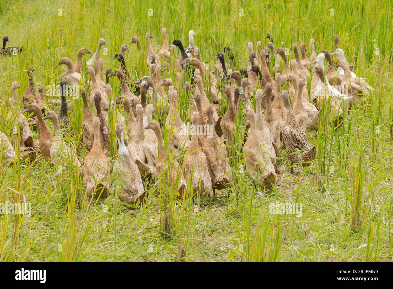 Flock of ducks on rice fields in countryside, Ubud, Bali, Indonesia