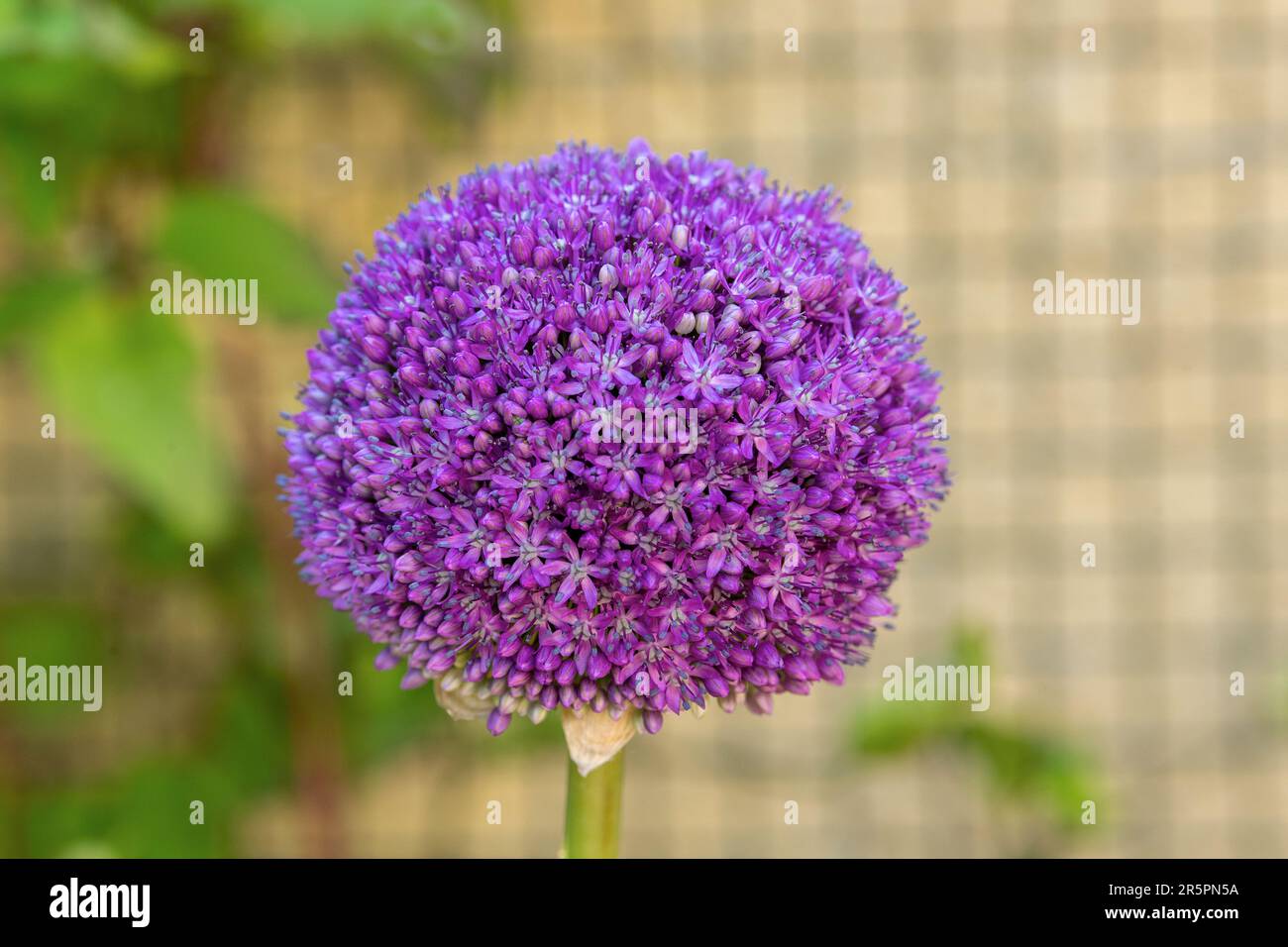 Allium 'Purple Sensation' Stock Photo