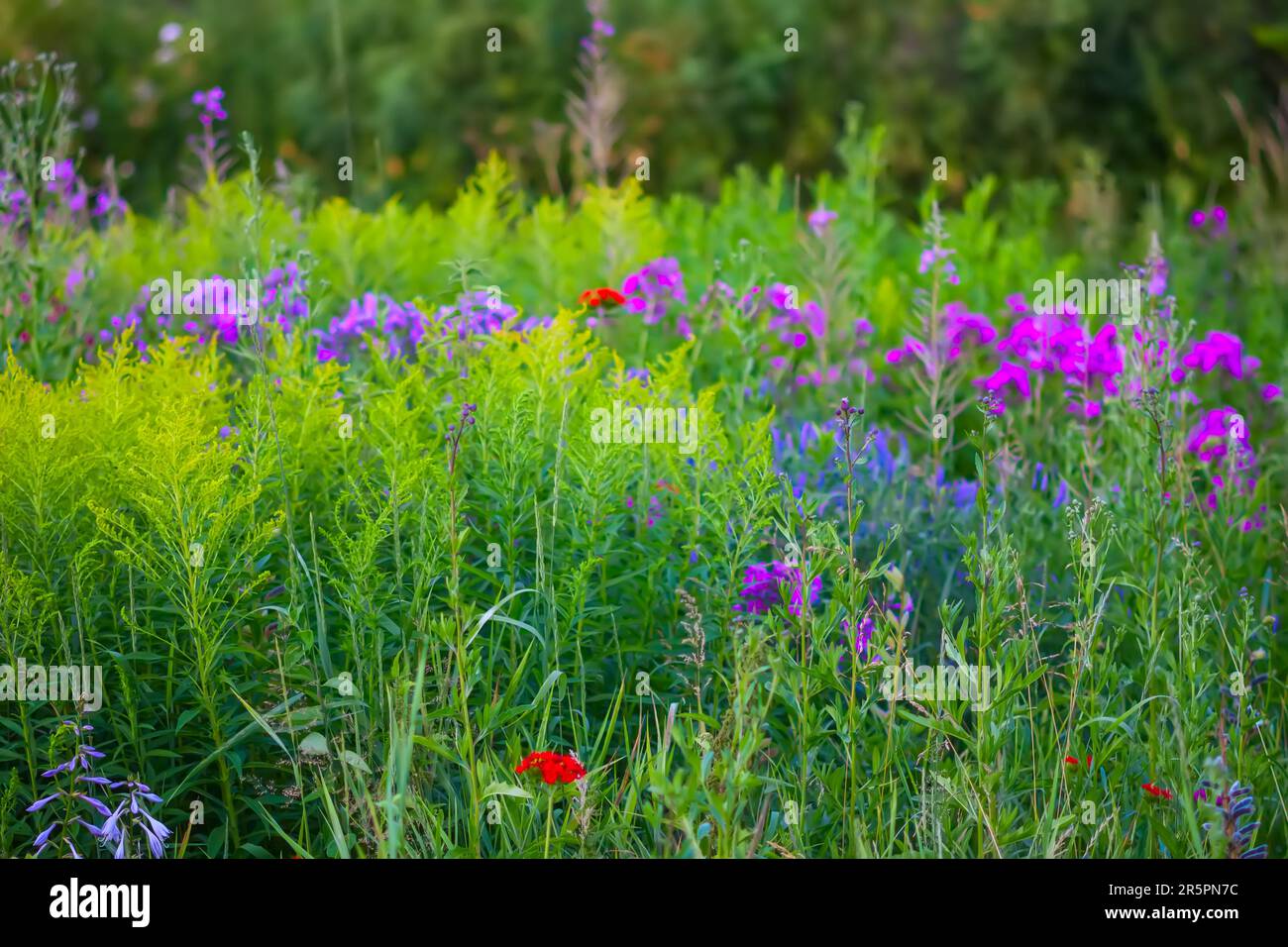 Garden Phlox paniculata summer flowers Stock Photo