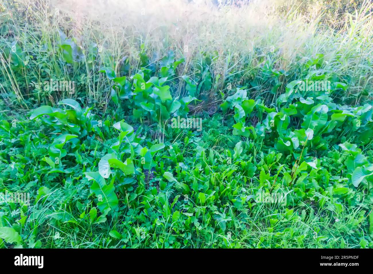Horse-radish or Armoracia rusticana plants Stock Photo