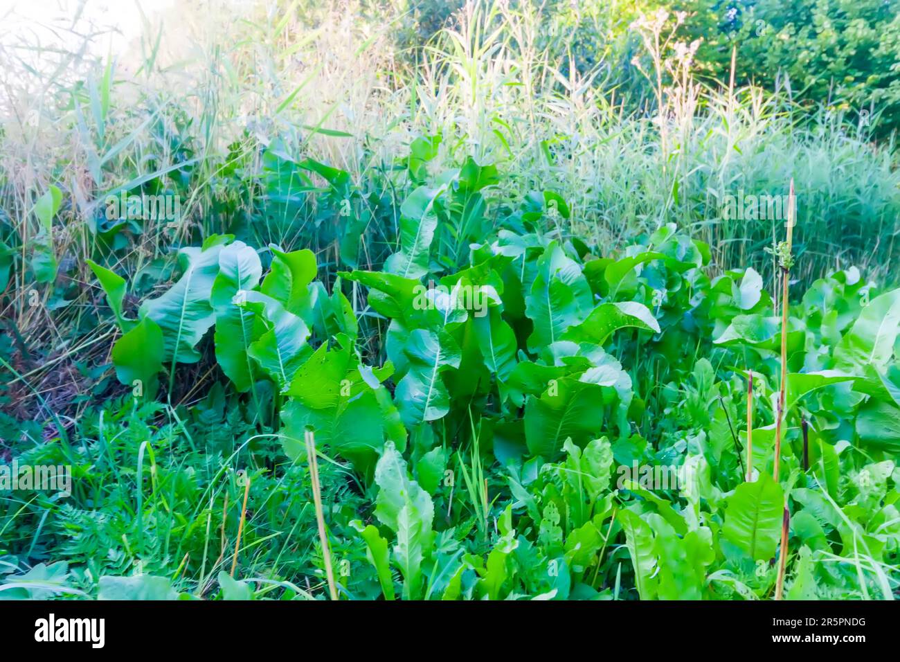 Horse-radish or Armoracia rusticana plants Stock Photo