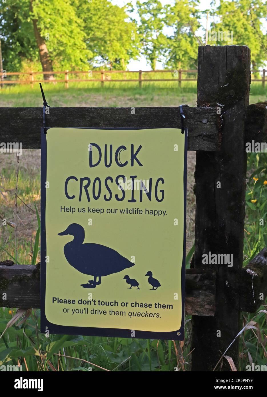 Duck crossing sign warning motorists and pedestrians to protect ducks and ducklings near Massey Brook in rural Cheshire Stock Photo