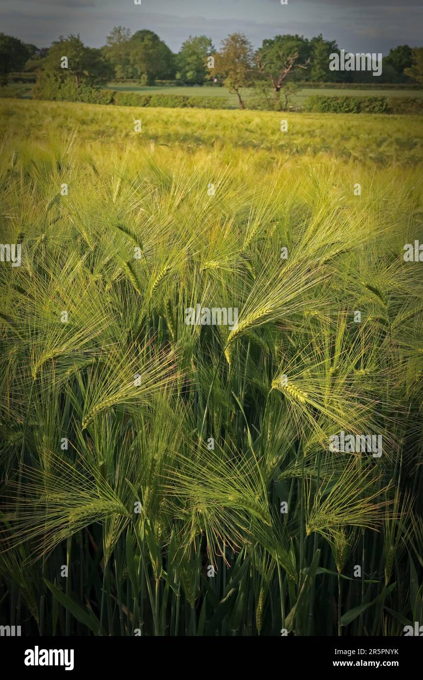 Early summer barley field growing in the Cheshire countryside, England Stock Photo