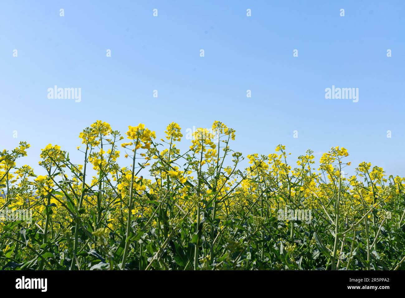 Rapeseed flowers grown in hi-res stock photography and images - Alamy