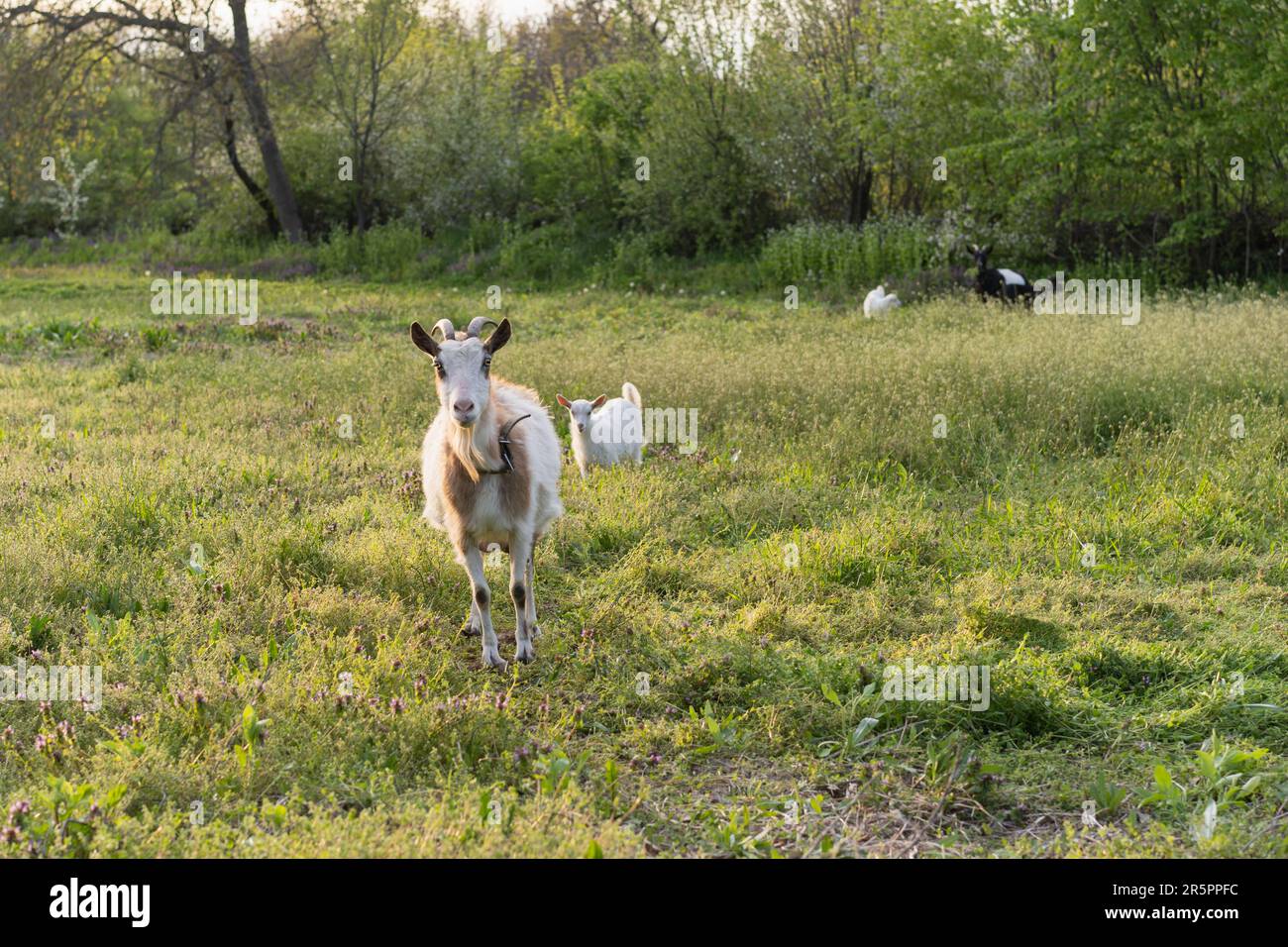 Goats grazing in a grass field, on a farm animal sanctuary. Stock Photo