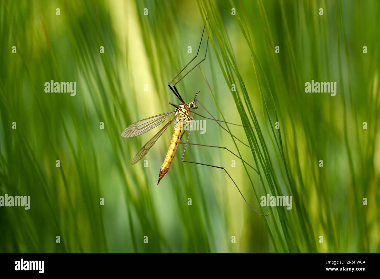 Spotted crane fly (Nephrotoma appendiculata) female in side view Stock Photo