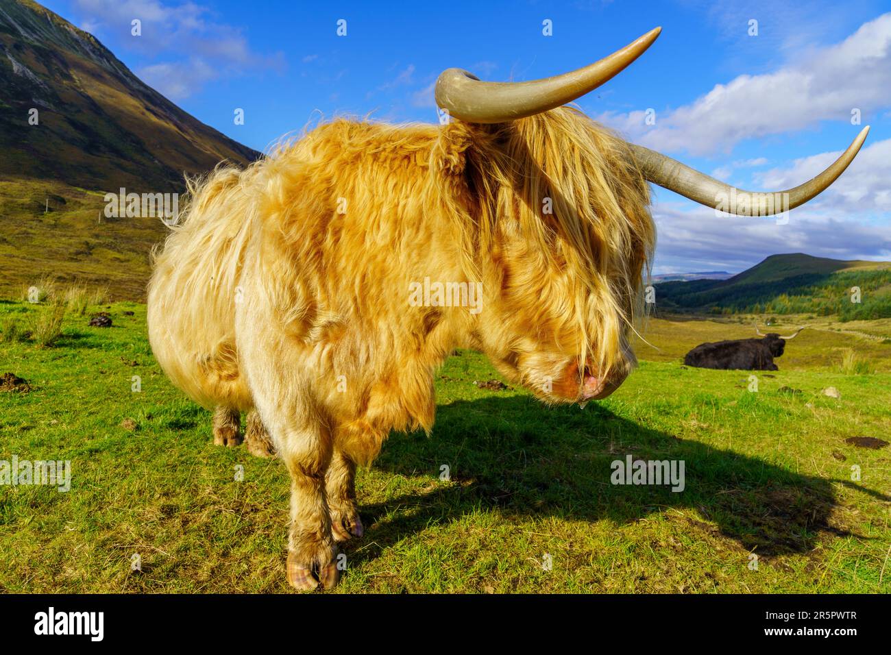 View of a Highland Cow in the Isle of Skye, Inner Hebrides, Scotland ...