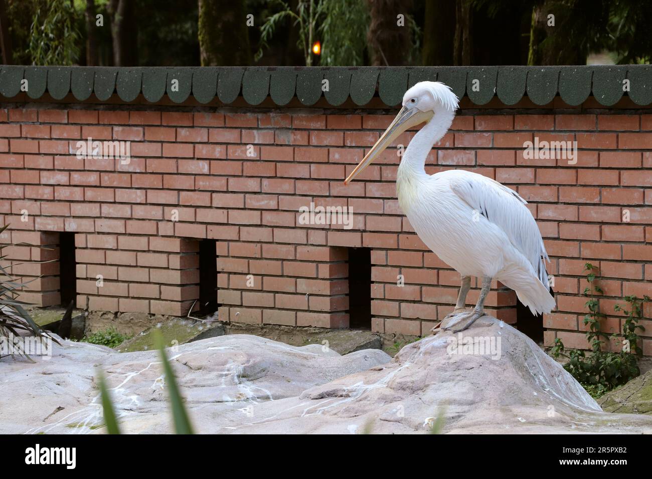 White pelican is in the zoo. Great white pelican. Stock Photo