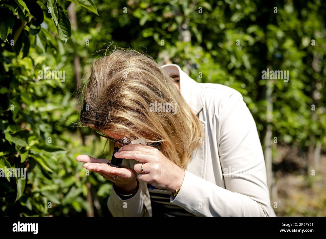 DEIL - Minister Christianne van der Wal (Nature and Nitrogen) examines predatory mites before introducing them into the orchard during a visit to a fruit grower. In the context of the National Bee Strategy and nature-inclusive fruit cultivation, efforts are being made to improve the living environment of bees in agricultural areas and to increase the supply of food and nesting sites. ANP ROBIN VAN LONKHUIJSEN netherlands out - belgium out Stock Photo