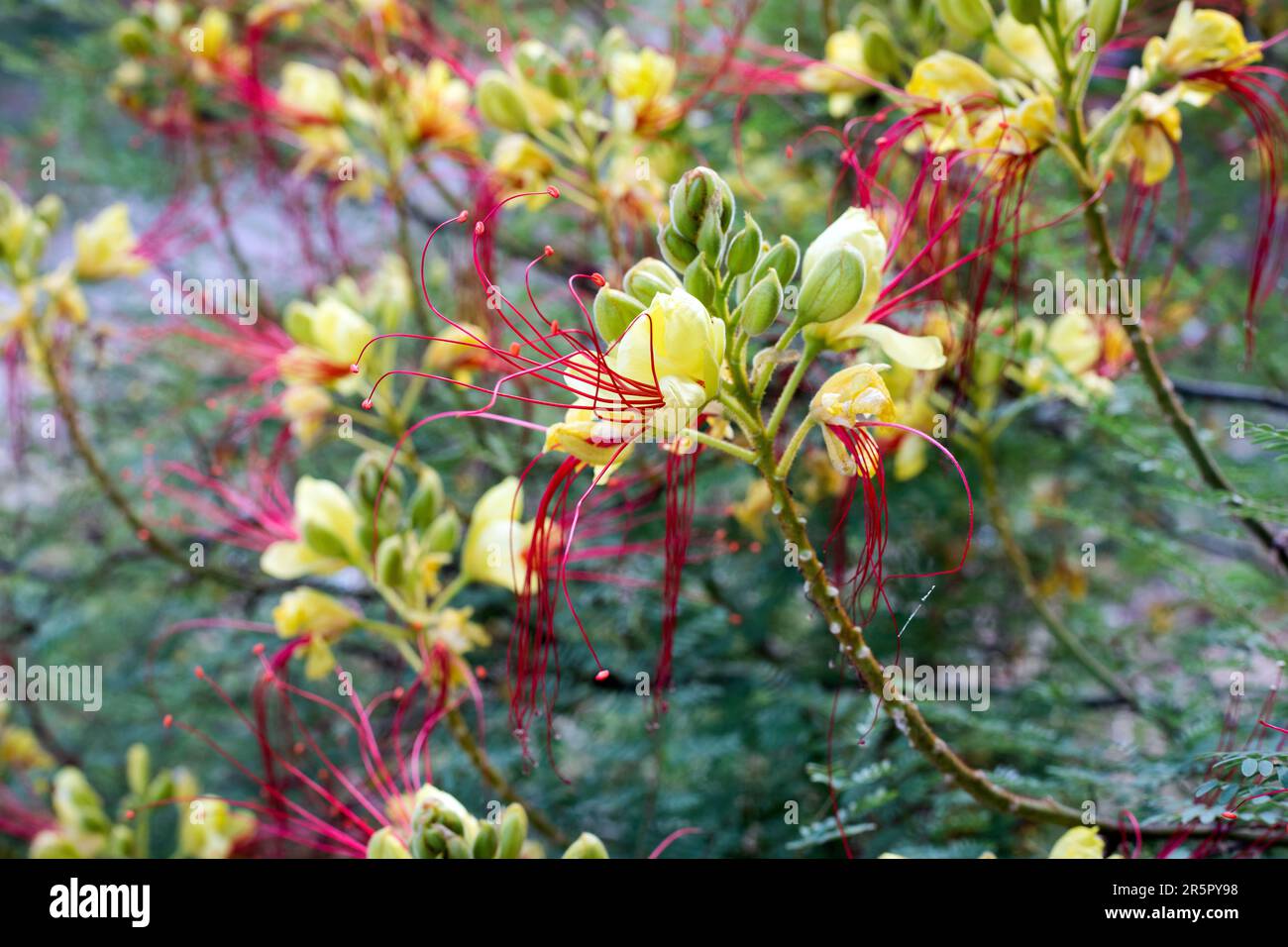 Erythrostemon gilliesii (Bird of paradise) flowers. Legume family shrub. Stock Photo