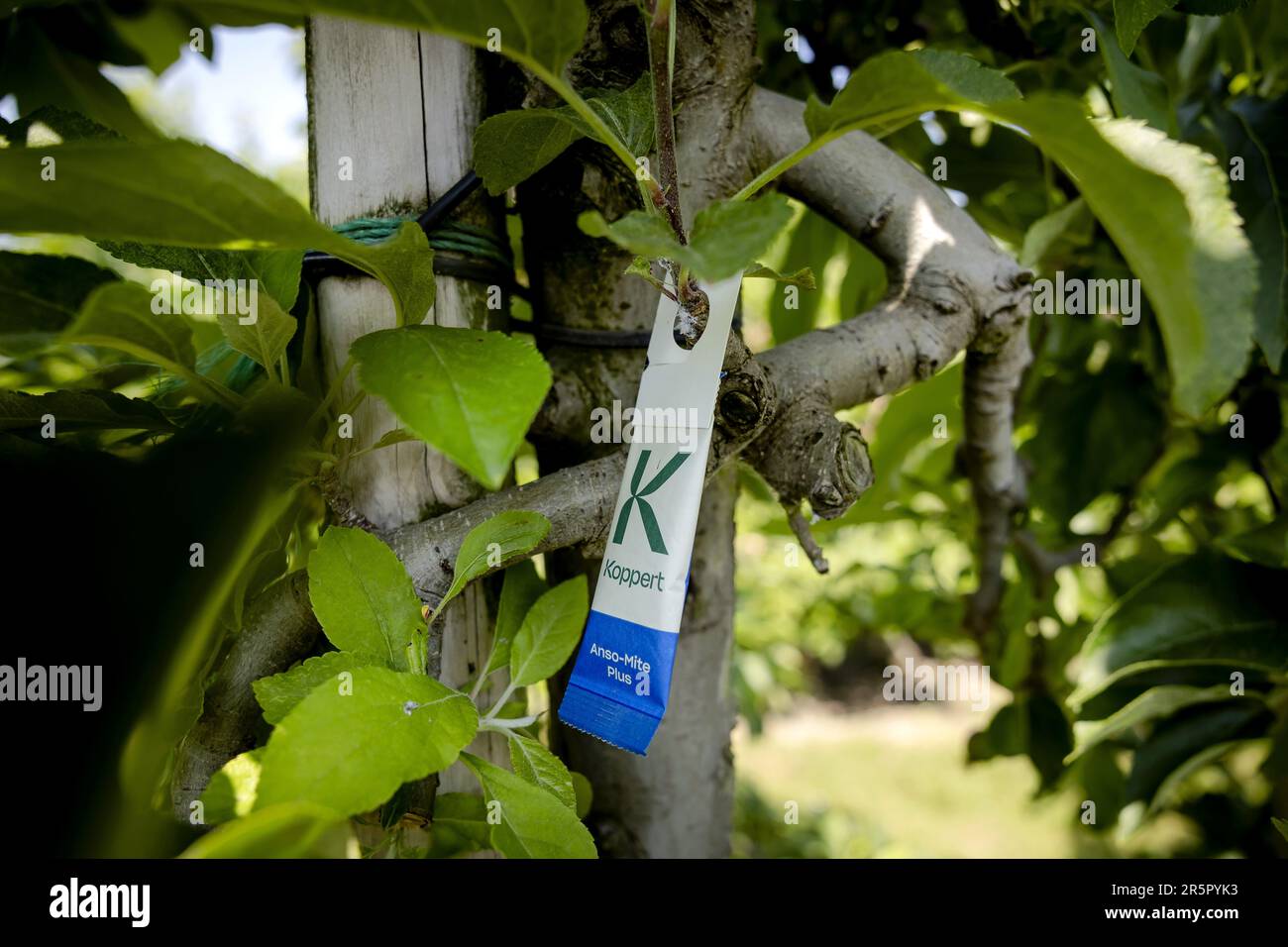 DEIL - Predatory mites in bags hang in the orchard at a fruit grower. In the context of the National Bee Strategy and nature-inclusive fruit cultivation, efforts are being made to improve the living environment of bees in agricultural areas and to increase the supply of food and nesting places. ANP ROBIN VAN LONKHUIJSEN netherlands out - belgium out Stock Photo