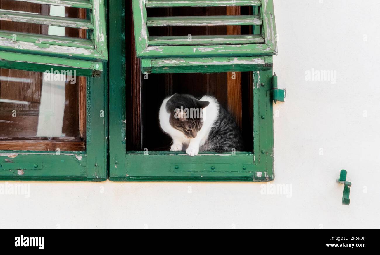 Cute cat watching down the crowded road and waiting from an old gree wood window over a white wall during a lazy afternoon in Florence, Italy Stock Photo