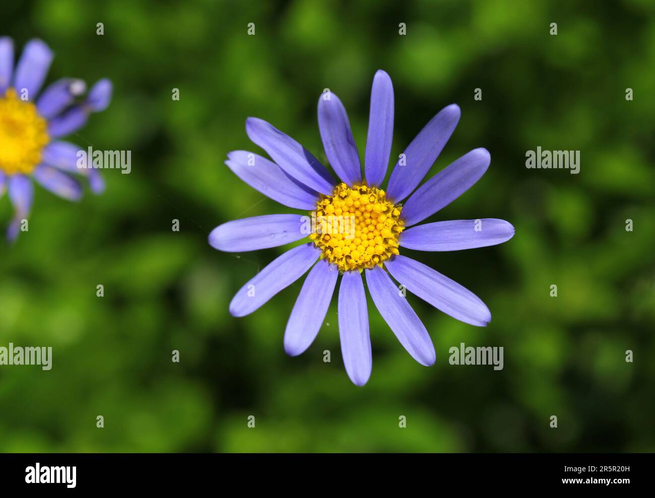 Blue Felicia Amelloides flowers Stock Photo
