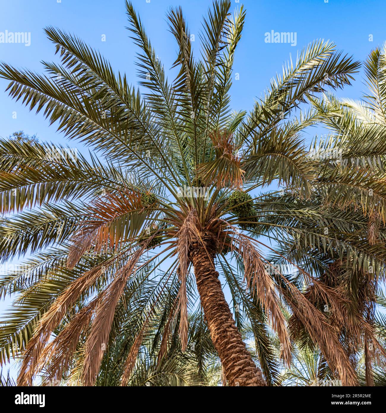 Palm Tree with date fruit - views Stock Photo