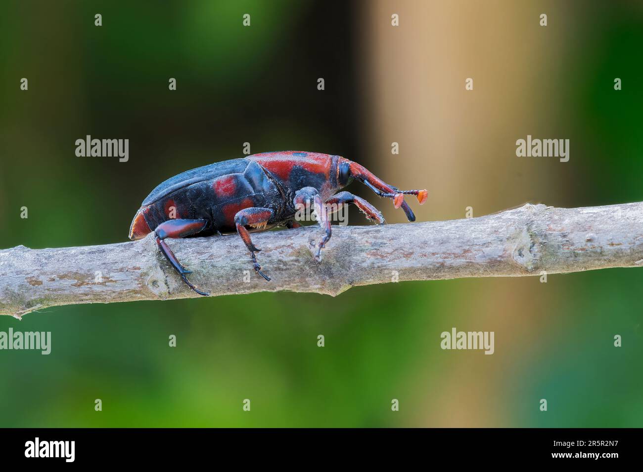 Oil palm pests hi-res stock photography and images - Alamy