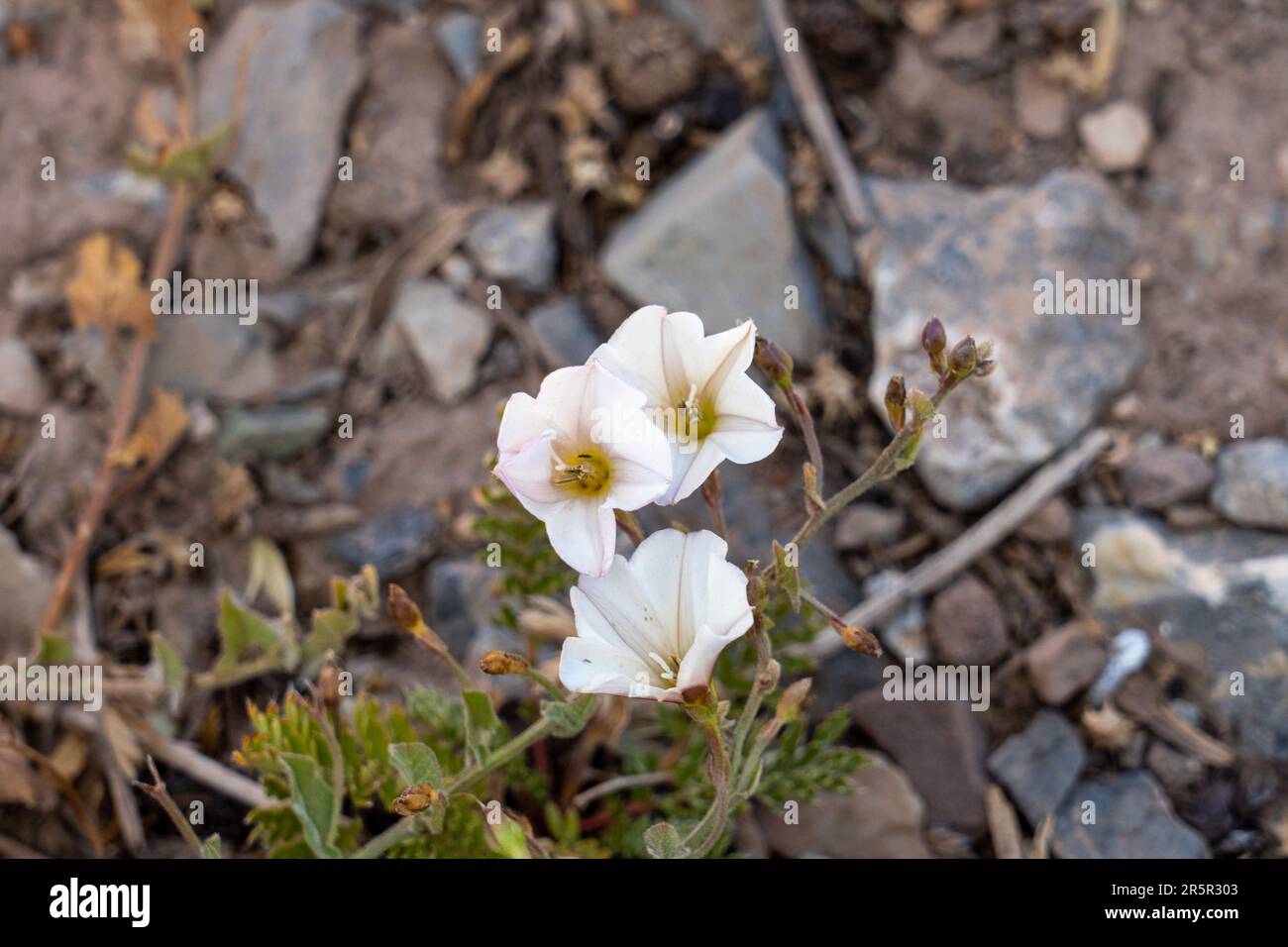 Field Bindweed, Convovulvus arvensis, an invasive species in Aconcagua Provincial Park in