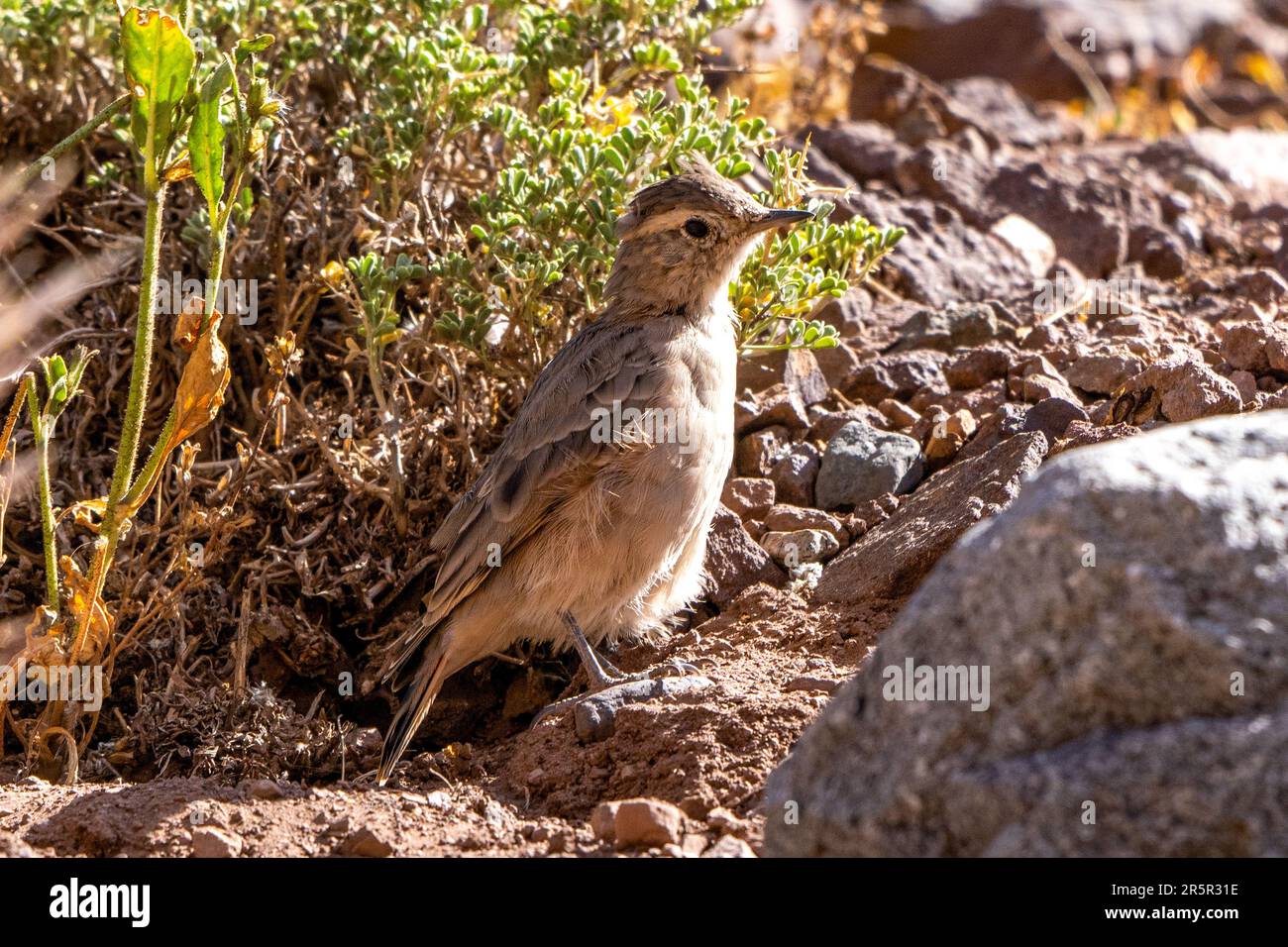 A Rufous-banded Miner, Geositta rufipennis, foraging on the ground in Aconcagua Provincial Park, Mendoza, Argentina. Stock Photo