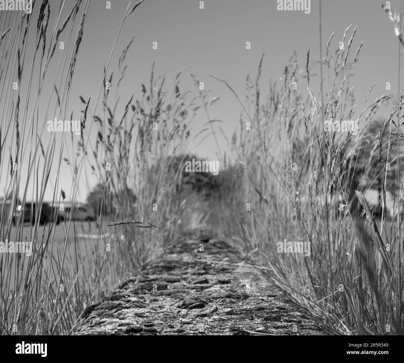 Embracing the essence of Glasgow's Floral Serenity Stock Photo Alamy