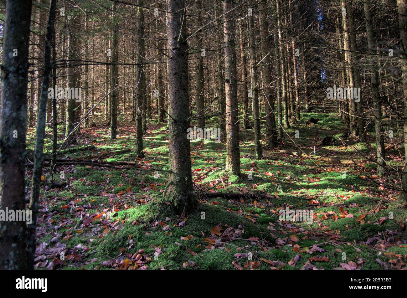 A lush forest of tall trees and luscious green grass covering the ...
