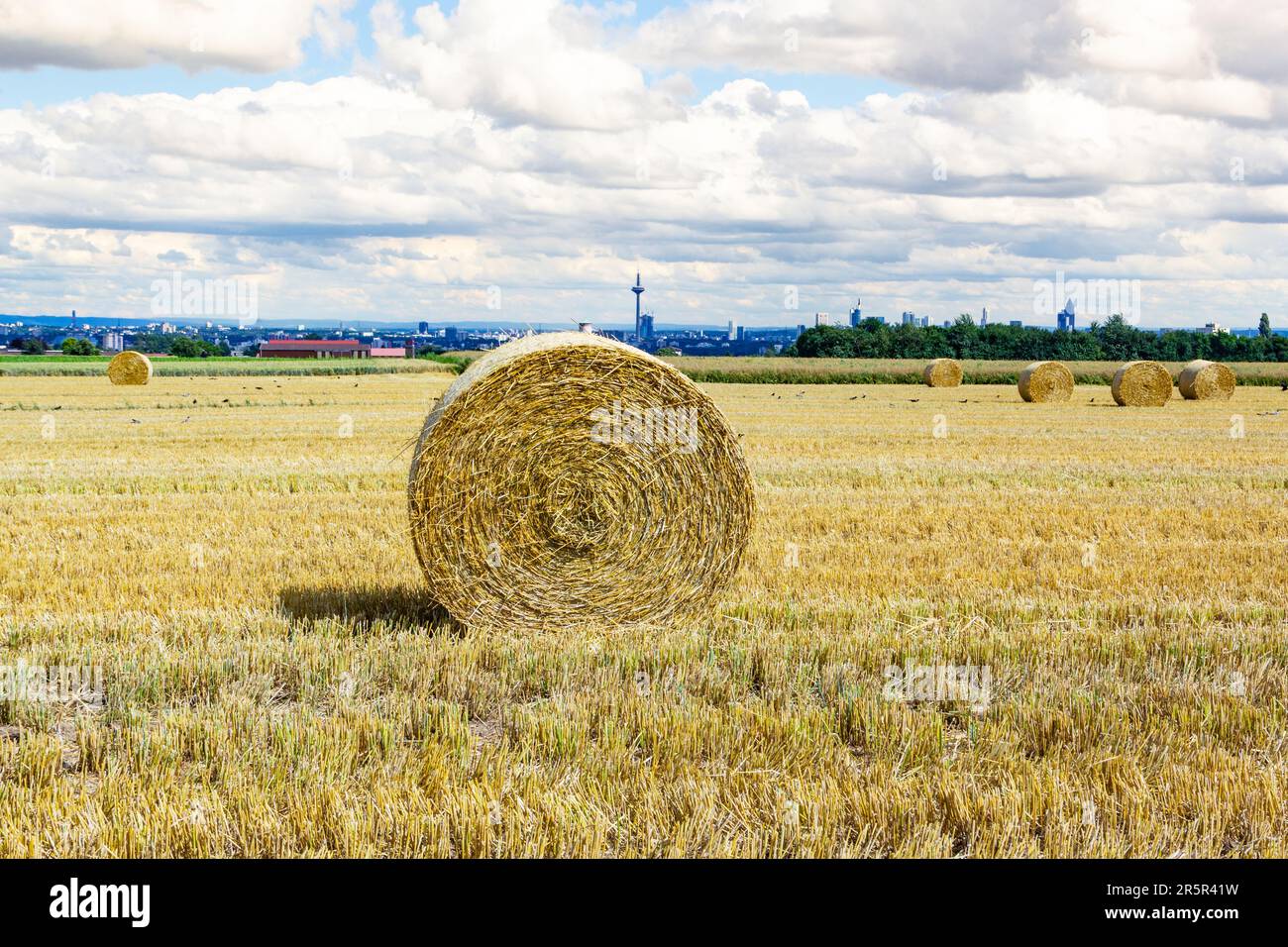 bale of straw on fields with blue sky in autumn Stock Photo - Alamy