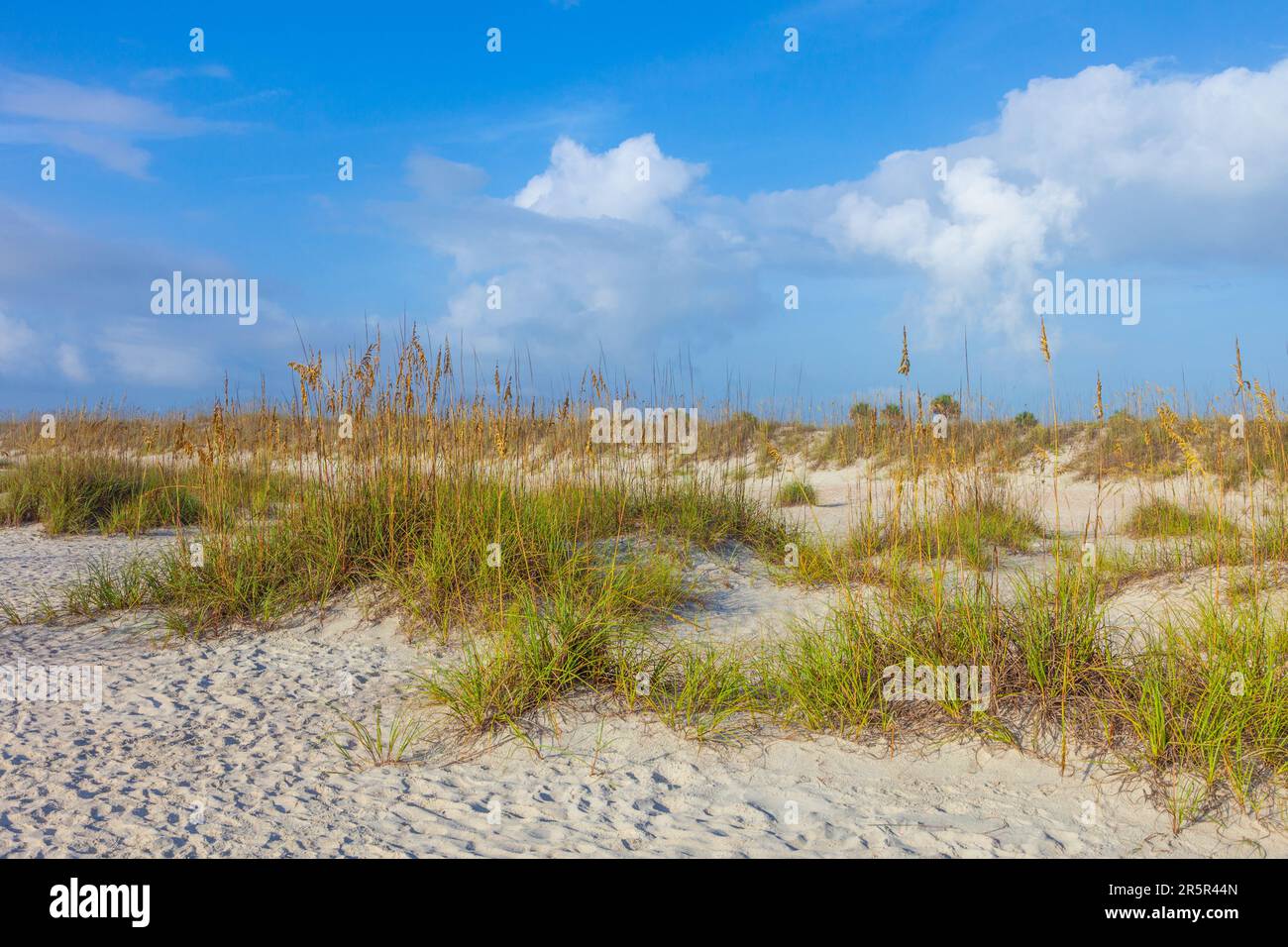 dunes with grass at fine sandy beach without people Stock Photo