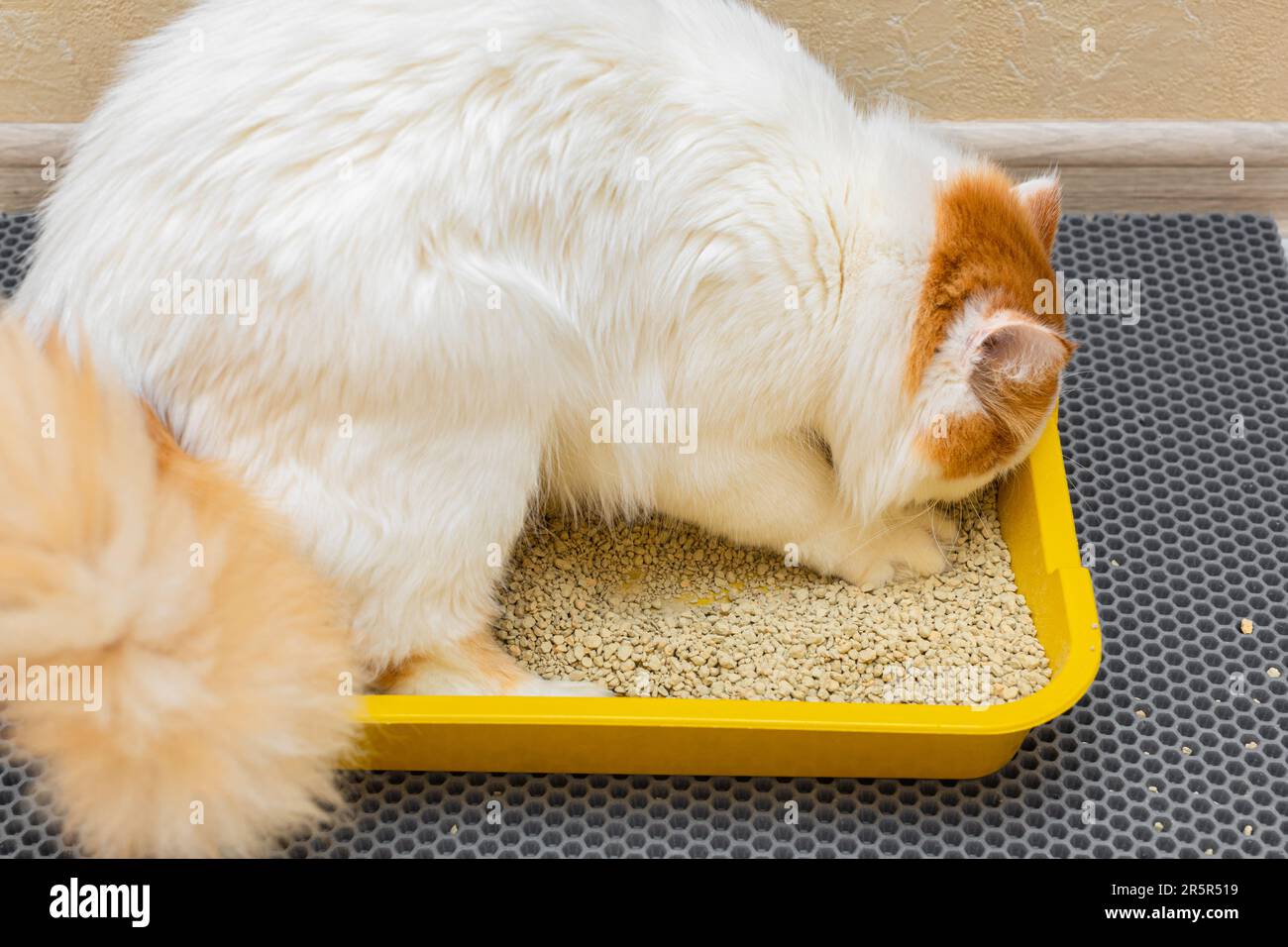 cat digs litter in the cat litter box. the cat is about to go to the