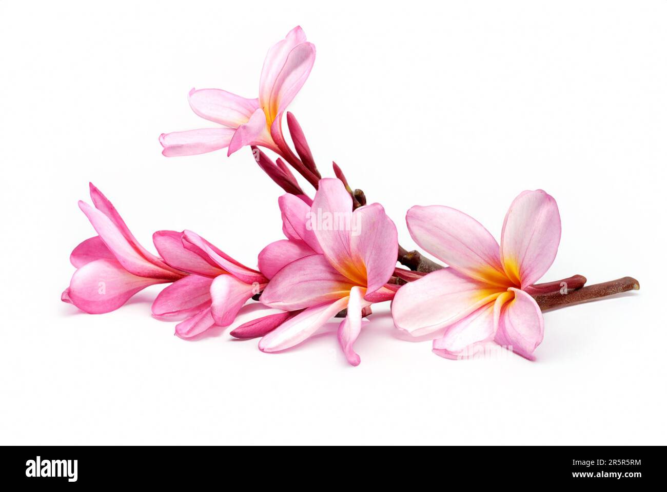 Frangipani or Plumeria flower isolated on white background Stock Photo ...