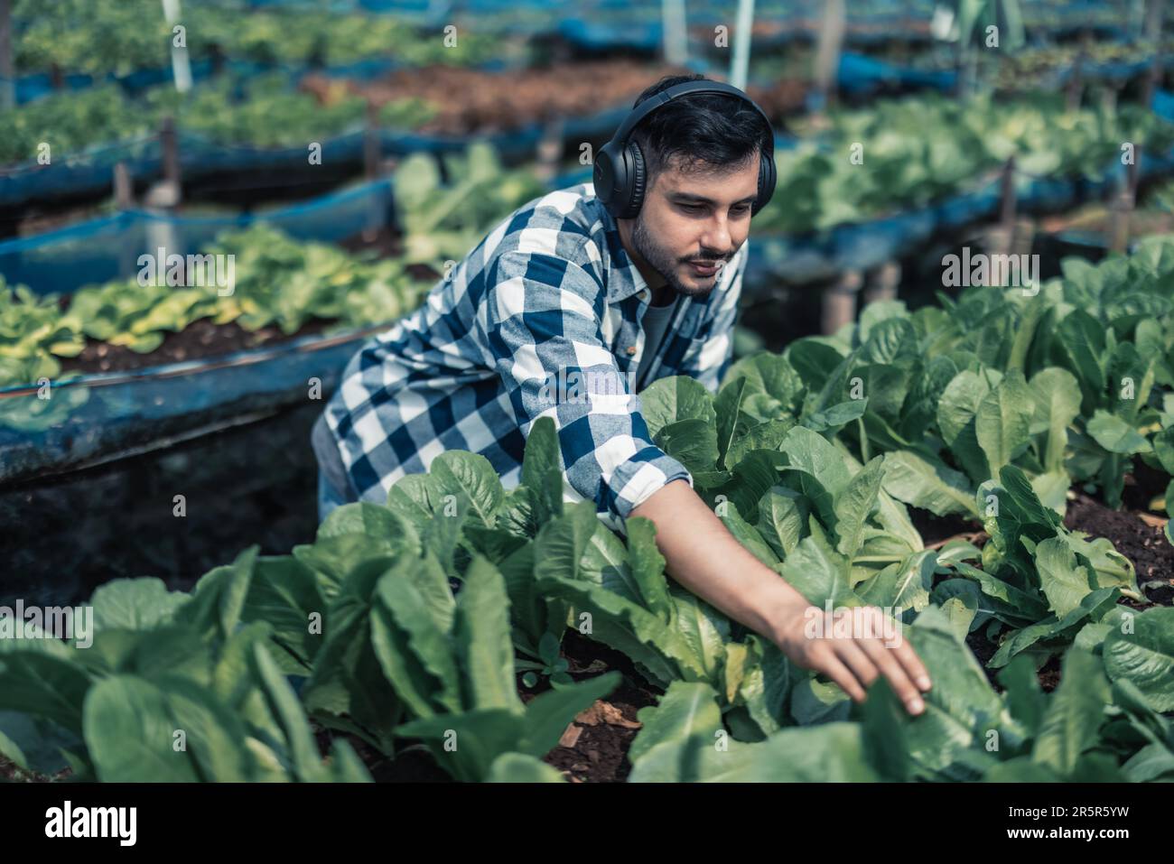 Farming worker enhance healthy work-life balance by listening to music ...