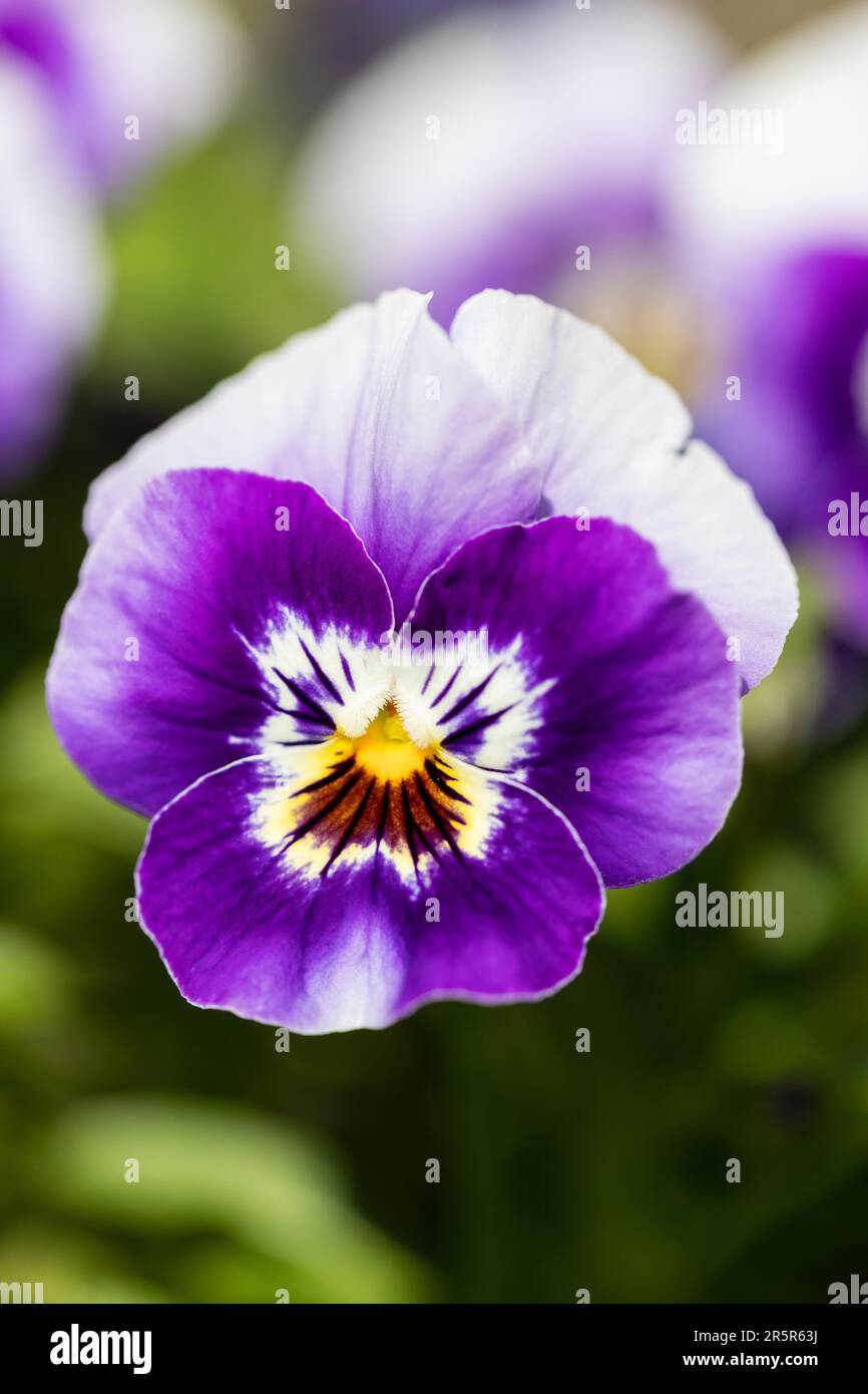 Purple Viola cornuta flower closeup Stock Photo