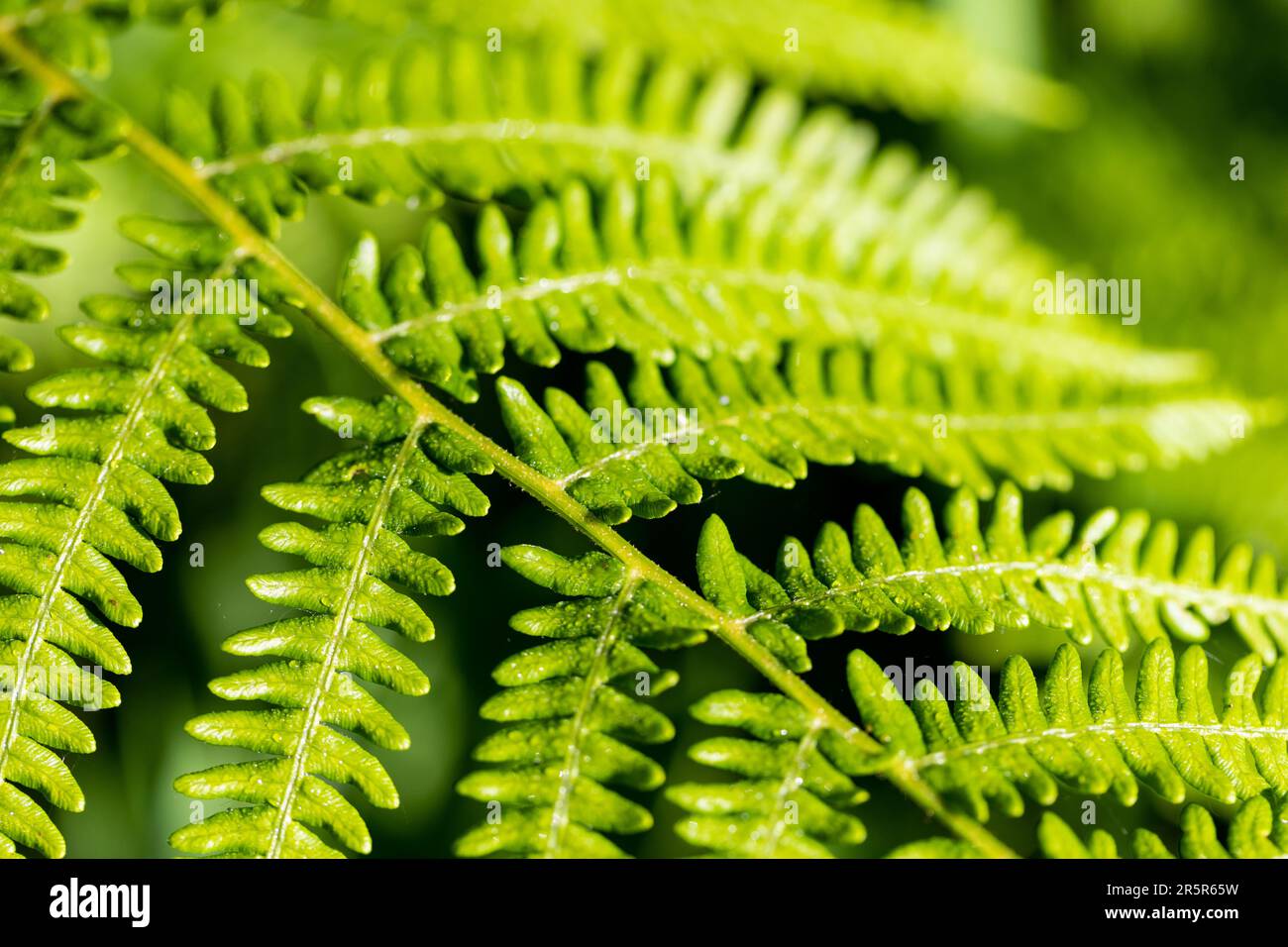 Green Fern leaf closeup Stock Photo