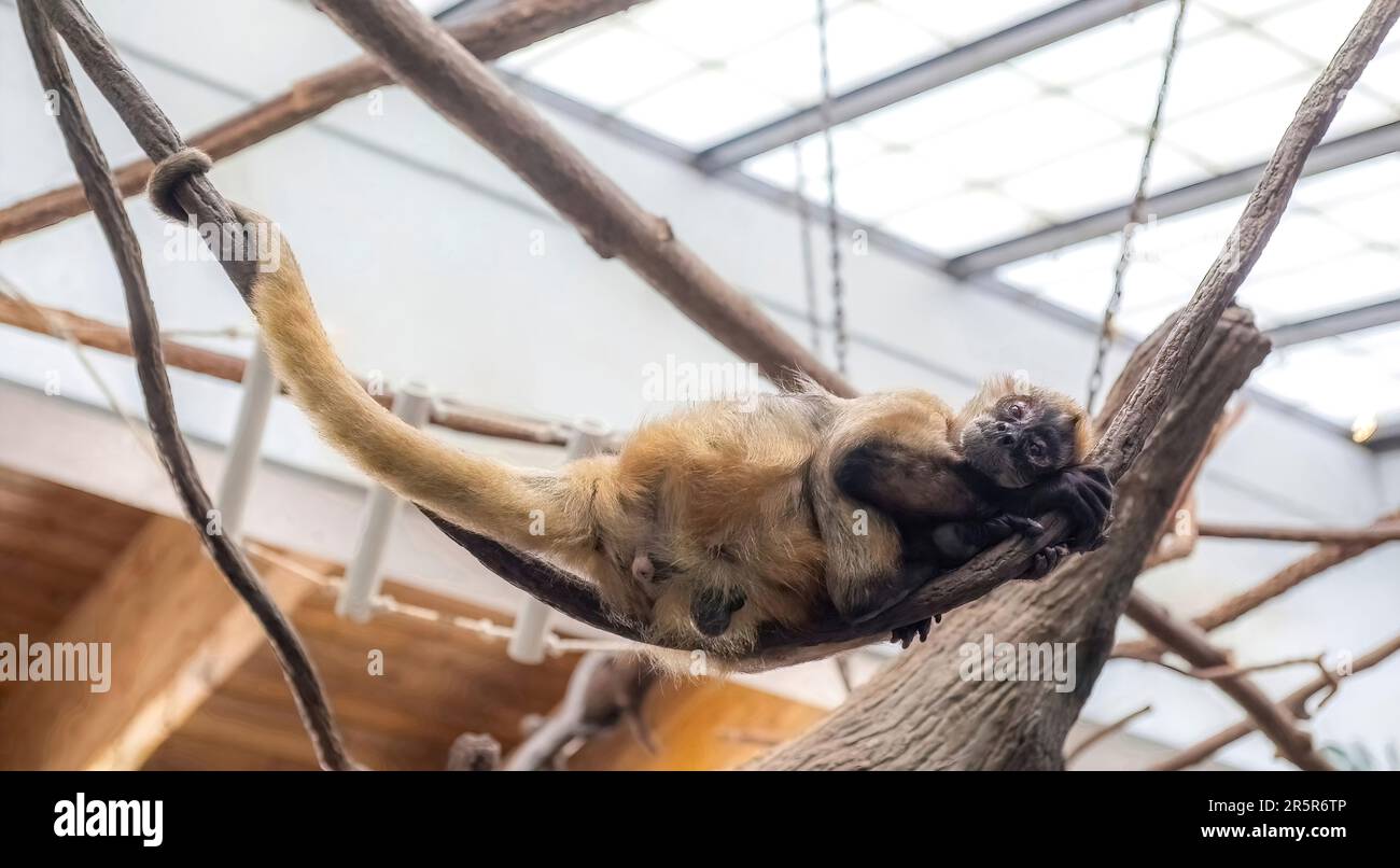 Black-handed spider monkey laying down resting in his cage at Como Park Zoo and Conservatory, St. Paul, Minnesota USA. Stock Photo