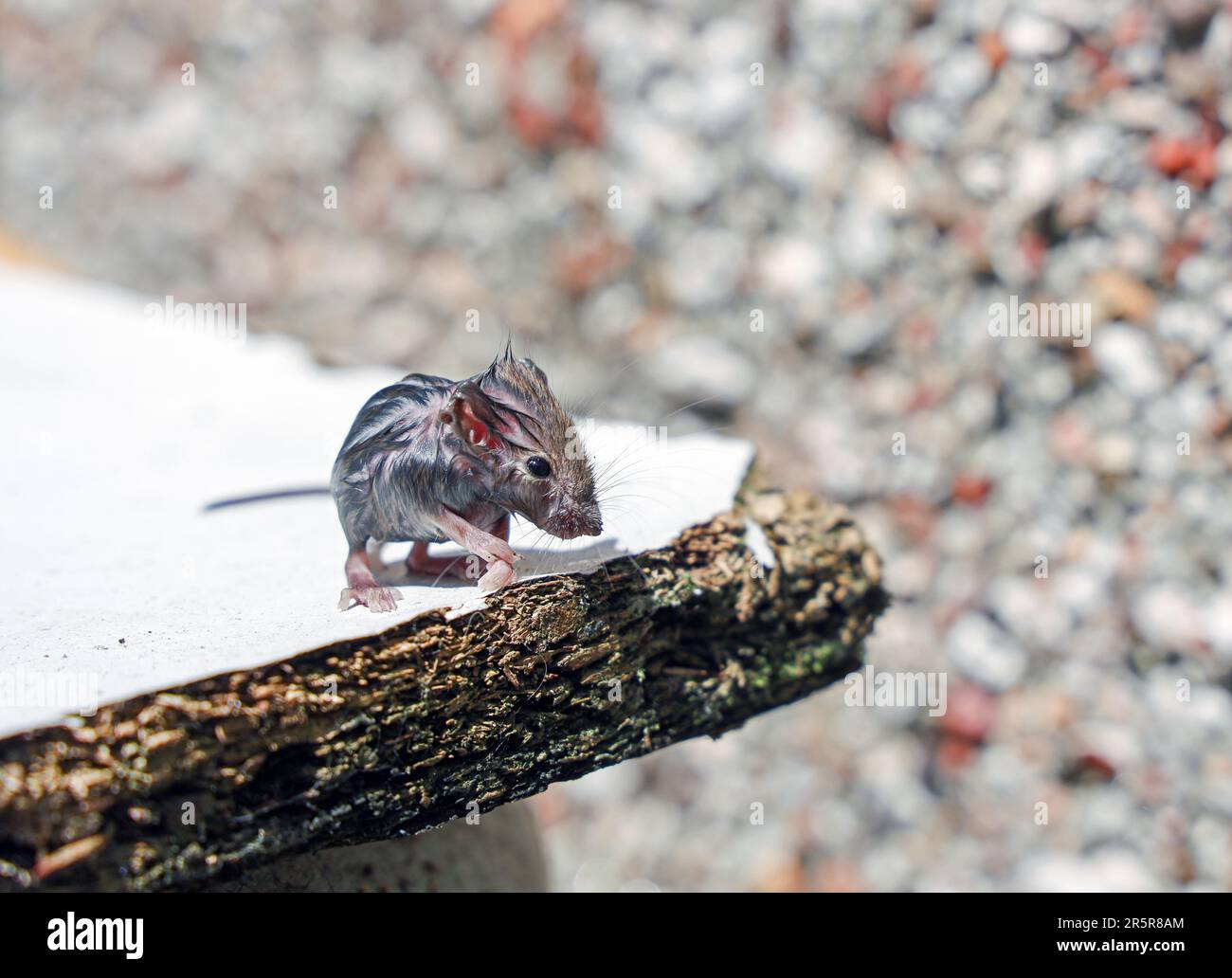 A mouse saved from drowning dries in the sun in a garden Stock Photo