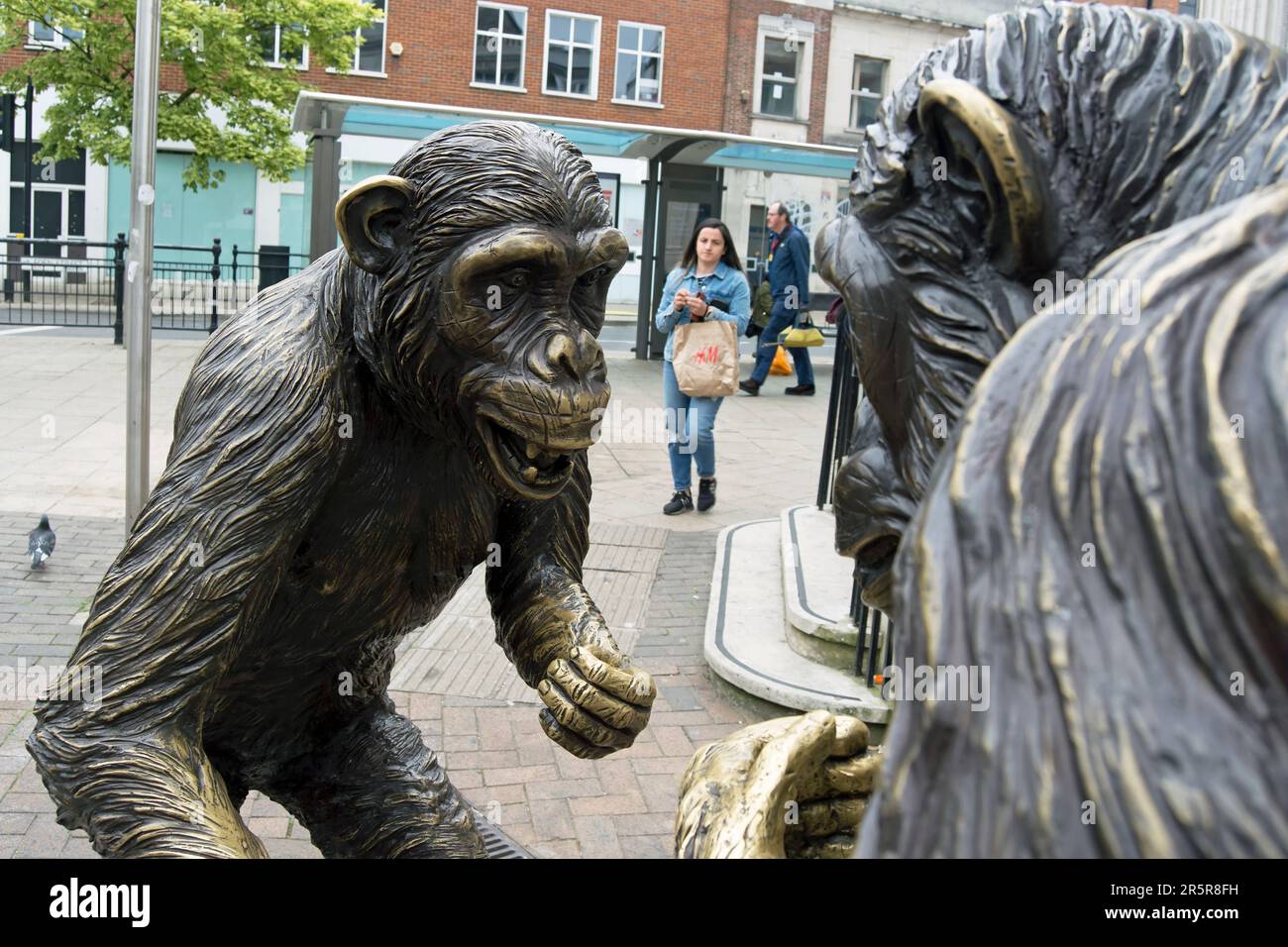 wild chimp conflict, a bronze sculpture by gillie and marc, depicting fighting chimps, called alex and owen, in kingston upon thames, surrey, england Stock Photo