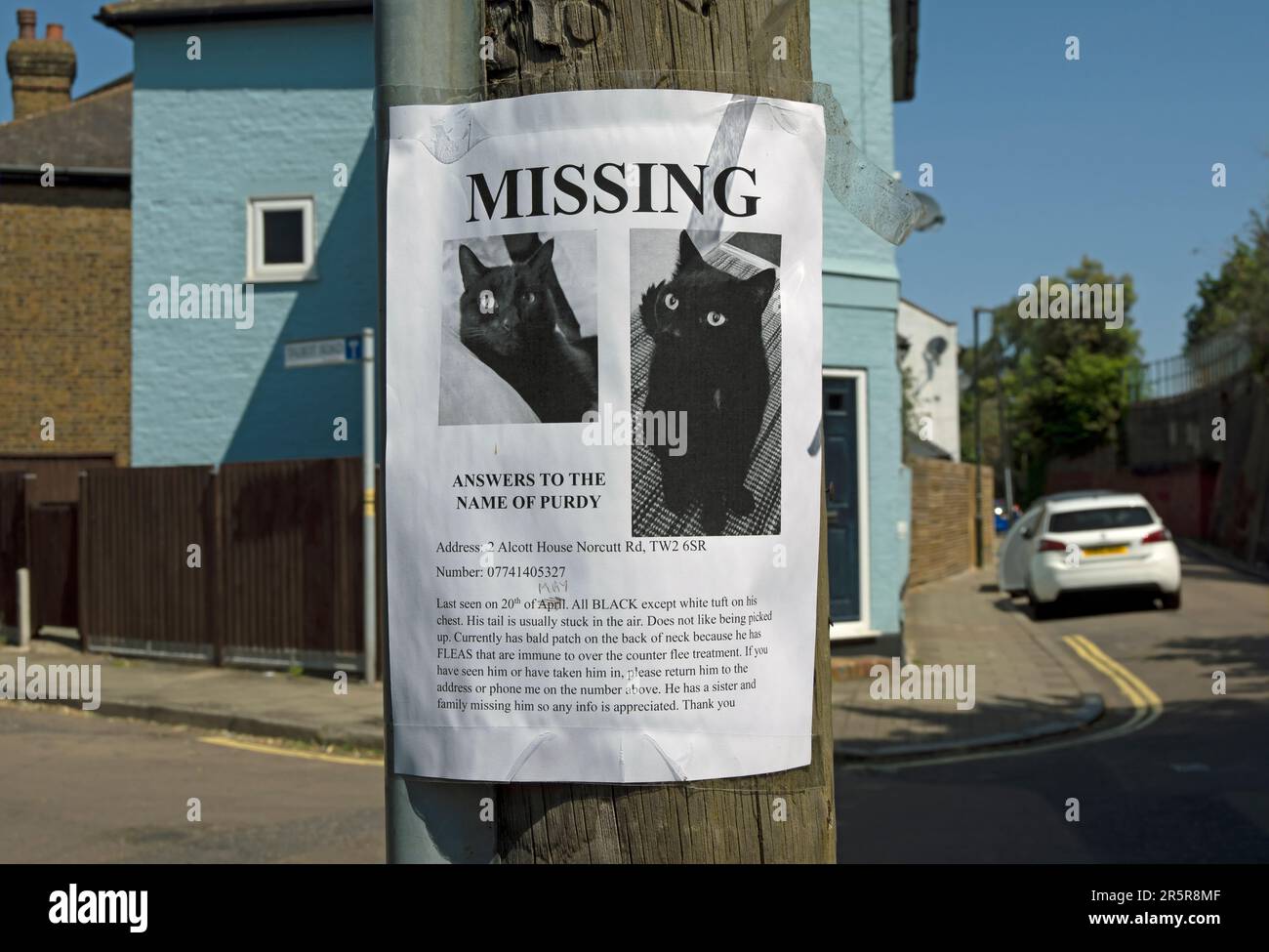 handmade poster for a missing cat named purdy, in twickenham, middlesex, england Stock Photo