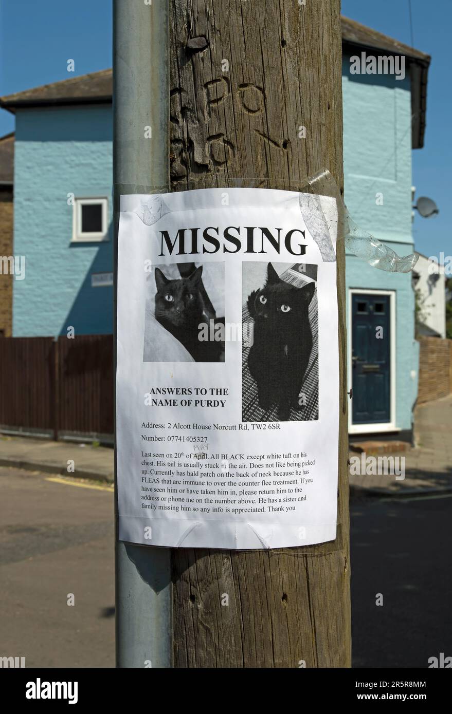 handmade poster for a missing cat named purdy, in twickenham, middlesex, england Stock Photo
