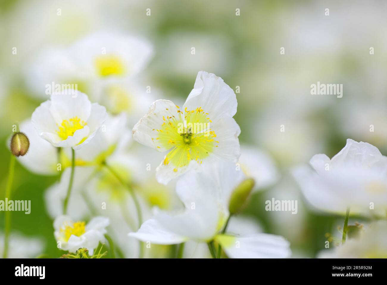 Anemone obtusiloba is a rare alpine plant native to the mountainous