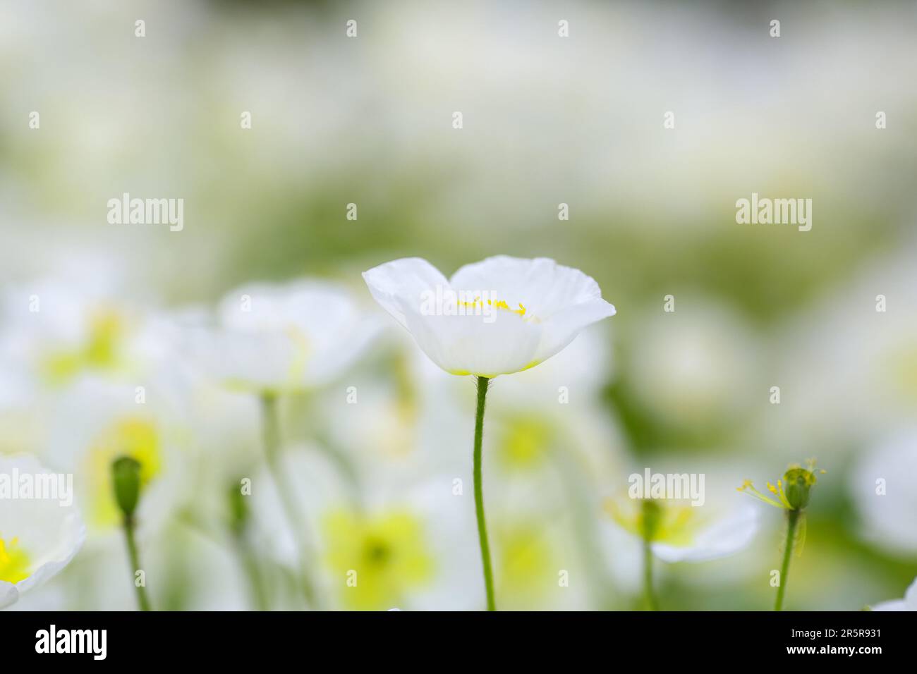 Anemone obtusiloba is a rare alpine plant native to the mountainous