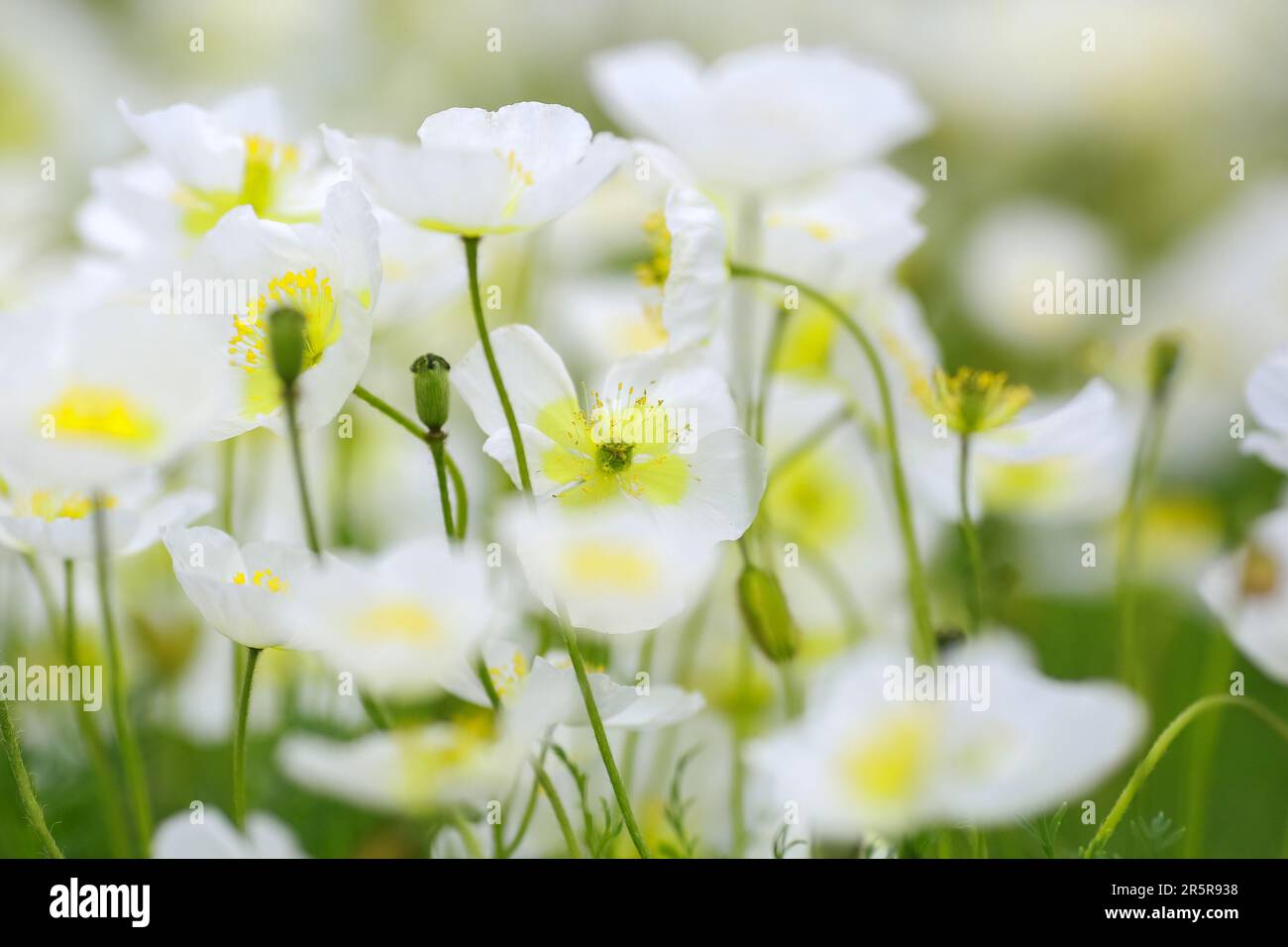 Anemone obtusiloba is a rare alpine plant native to the mountainous