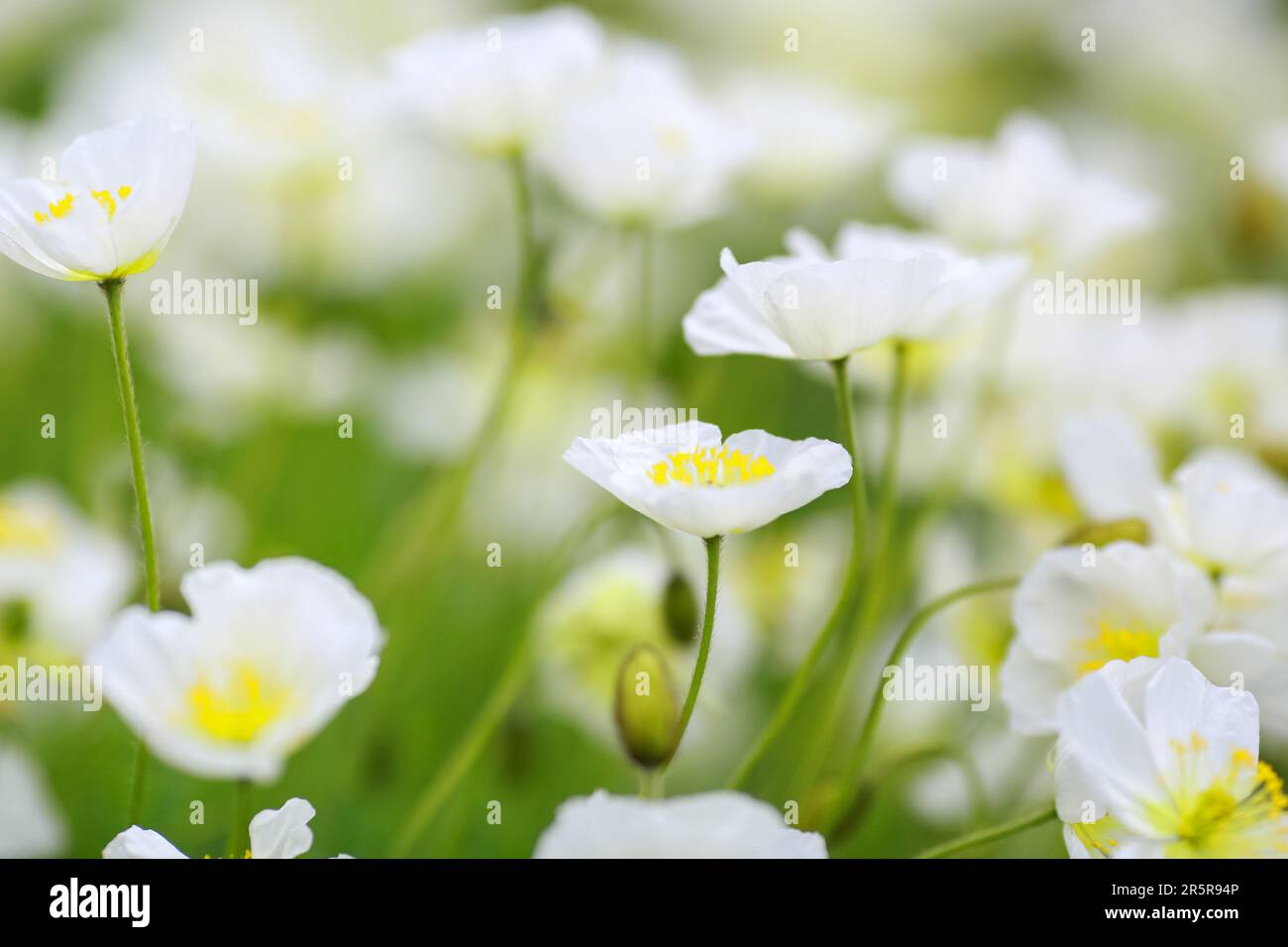 Anemone obtusiloba is a rare alpine plant native to the mountainous
