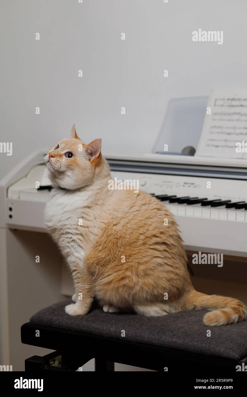A fat serious cat sits on a bench and does not want to learn to play the piano Stock Photo